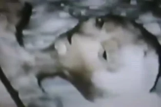 Just a hoax or a possible real footage of a frozen alien? Little information is available, and very little is known about the mysterious video of the Frozen Alien from Quebec.
