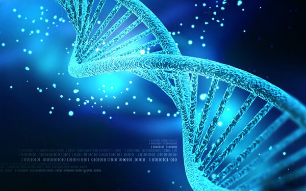 Although the creation of synthetic life from scratch still belongs to science fiction, synthetic genomes are now a reality. Researchers at Macquarie University in Australia have created the world's first synthetic eukaryotic genome.