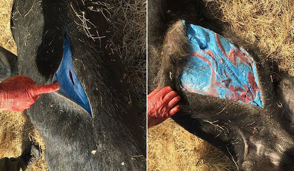 Experts urge the public to avoid consuming the meat, as the unusual coloration may indicate poisoning.