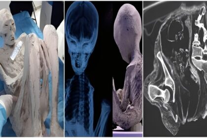This hypothesis was suggested by podcaster Jesse Michels, who today shared his investigations in a remarkable documentary. Genetic tests reveal clues about the origin of the mysterious mummies.