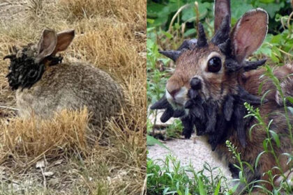 A strange virus is turning ordinary rabbits in the U.S. into grotesque creatures, with “horns” and black tentacles growing from their faces — and sightings are on the rise.