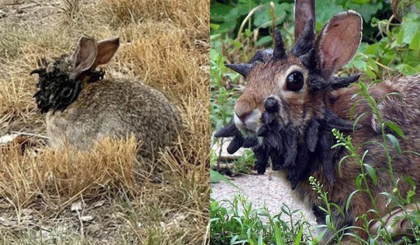 A strange virus is turning ordinary rabbits in the U.S. into grotesque creatures, with “horns” and black tentacles growing from their faces — and sightings are on the rise.