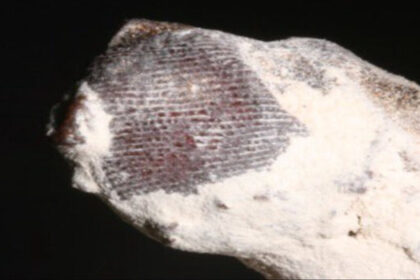 The tridactyl species of Nazca now receive significant backing in the academic world. The claim comes from the respected Dr. Garry Nolan, who is also working on analyzing the specimens.
