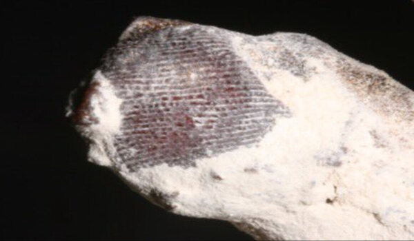 The tridactyl species of Nazca now receive significant backing in the academic world. The claim comes from the respected Dr. Garry Nolan, who is also working on analyzing the specimens.