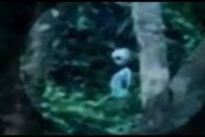 In 2011, two British tourists, during a visit to an indigenous tribe in the Amazon rainforest, allegedly captured accidental footage showing a short alien gray near a possible portal.