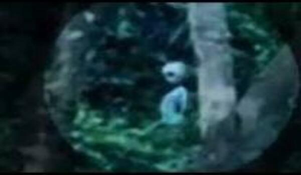 In 2011, two British tourists, during a visit to an indigenous tribe in the Amazon rainforest, allegedly captured accidental footage showing a short alien gray near a possible portal.