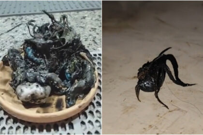 The Panamanian influencer has been posting a series of videos on his TikTok account that allegedly show a bizarre life form, similar to “Venom”, which supposedly developed from a meteorite he found.