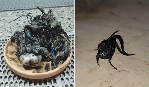 The Panamanian influencer has been posting a series of videos on his TikTok account that allegedly show a bizarre life form, similar to “Venom”, which supposedly developed from a meteorite he found.