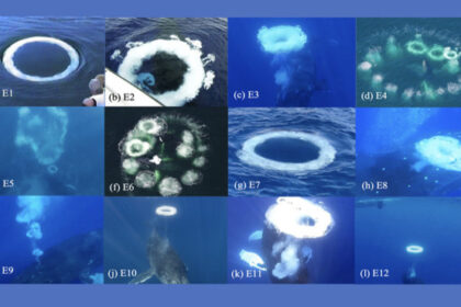 For the first time, humpback whales have been documented emitting “rings of water bubbles” in a possible attempt to communicate with humans. The discovery provides new insights into “non-human intelligence” and may help shape strategies in the search for life beyond Earth.