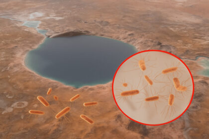 The announcement was made today during a teleconference. Analyses of a rock from Jezero Crater indicated the presence of a possible “biosignature” from a distant past.