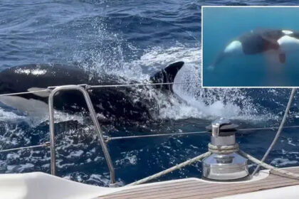 The discovery is so unexpected that it has been likened to “suddenly finding a new human language in the middle of Europe.”