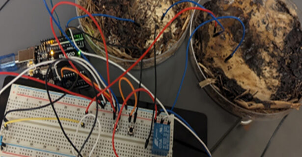 What if living organisms could perform some of the tasks handled by silicon chips? New research suggests fungal systems can exhibit memory-like electrical behavior, opening the door to unconventional, low-energy computing architectures.