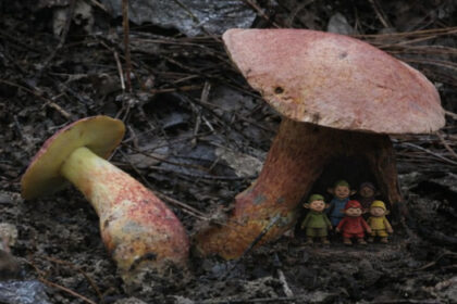 Only recently described by science, the mysterious mushrooms are found in different parts of the world, but they give people the same exact visions.