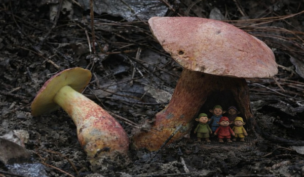 Only recently described by science, the mysterious mushrooms are found in different parts of the world, but they give people the same exact visions.