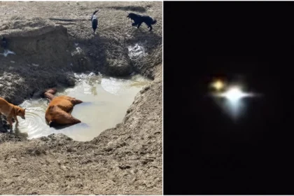 As características das mutilações são semelhantes às observadas em outros casos registrados ao redor do mundo. Partes dos animais pareciam ter sido removidas com precisão, deixando feridas sem sangue e marcas de queimadura. O proprietário relatou que alguns cortes pareciam ter sido feitos com um laser.