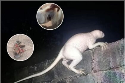 Criatura seria responsável por ataques a vários animais, teria a capacidade de realizar grandes saltos e até mesmo já teria sido vista devorando pessoas.