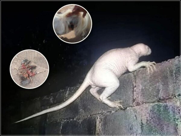 Criatura seria responsável por ataques a vários animais, teria a capacidade de realizar grandes saltos e até mesmo já teria sido vista devorando pessoas.
